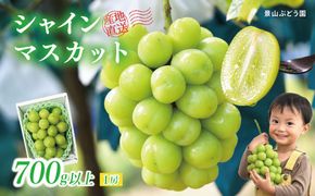 【2026年発送】 ぶどう シャイン マスカット 700g以上 1房 糖度18度以上 シャインマスカット 種なし 訳あり 家庭用 岡山 景山ぶどう園 