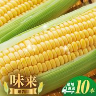 とうもろこし 味来 贈答用 10本 トウモロコシ 宮城県産 甘い 夏 朝採れ 産地直送 宮城県 大河原町