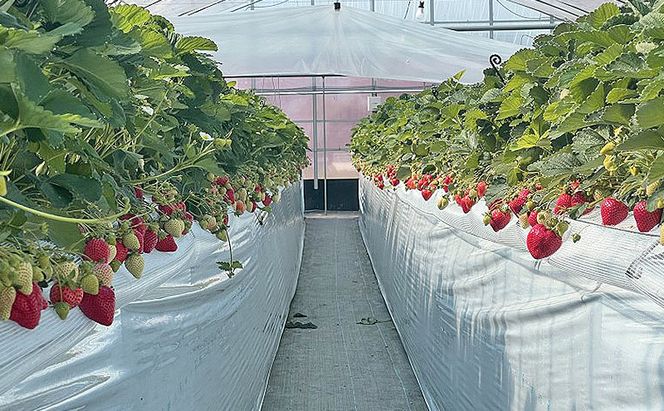 いちご 朝倉市産 あまおう 4L以上 16玉～20玉 イチゴ 苺 果物 デザート ※配送不可：離島