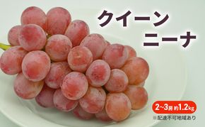 ぶどう 2026年 先行予約 クイーンニーナ 2～3房 約1.2kg ブドウ 葡萄 岡山 国産 フルーツ 果物