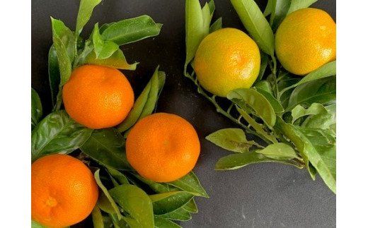 BF6057_【2026年先行予約】ハウスみかん 二種 食べ比べ 4パック 【ミカン 蜜柑 柑橘 温州みかん 有田みかん ハウスミカン 和歌山】