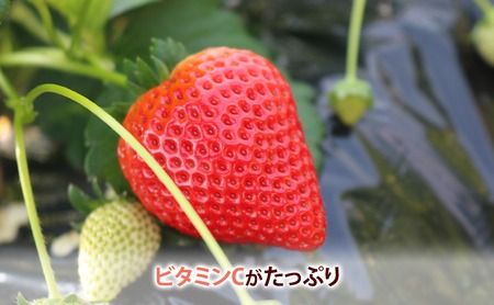 【先行予約】いちご市 鹿沼の美味しい「い」「ち」「ご」とちあいか 15粒入り320g 2パック（2月発送） ｜ イチゴ 苺 フルーツ 果物 甘い うまい 日本一 品質 ビタミンC 果実 かぬま ※沖縄・離島への配送不可 ※2026年2月上旬～2月下旬頃に順次発送予定