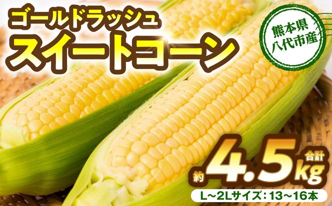 【先行予約】プリッとジューシー！ 熊本県 八代市産 スイートコーン ゴールドラッシュ 約4.5kg (13～16本) とうもろこし トウモロコシ コーン 甘い 朝採り 高糖度 BBQ  熊本県 八代市 【2026年6月上旬より順次発送】
