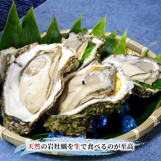 【 先行予約 7月上旬～下旬発送予定】象潟産 天然岩牡蠣 10～15個 ナイフ無【 牡蠣 夏牡蠣 かき 象潟 生食可 魚介類 海鮮 海産物 海の幸 】