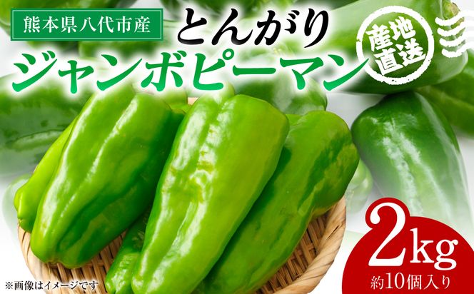 【先行予約】産地直送 とんがりジャンボピーマン 2kg 野菜 やさい 野菜炒め サラダ 夏野菜 新鮮 旬 無限ピーマン おつまみ BBQ バーベキュー 肉詰め 熊本県 八代市【2026年3月中旬より順次発送】