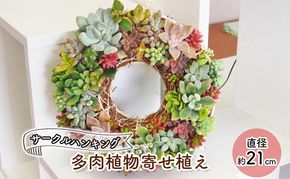 多肉 寄せ植え サークルハンキング  植物 アレンジ 丸型リース 植物 インテリア ガーデン 