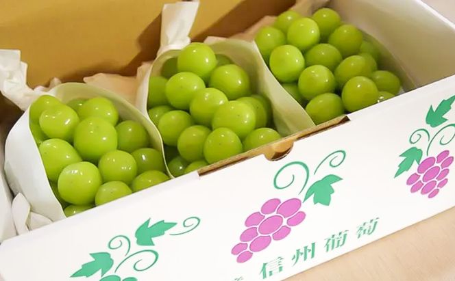 【2026年10月～発送】シャインマスカット 2～4房 約1.5kg ぶどう ブドウ 葡萄 マスカット 果物 フルーツ 長野県 長野 山ノ内町