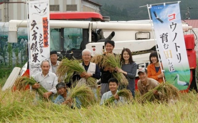 令和7年産 減農薬米 特別栽培米 六方銀米 コシヒカリ 玄米 5kg / 減農薬 玄米  お米 5キロ 米 コウノトリ米 コメ こめ ご飯 ライス こしひかり 兵庫県産