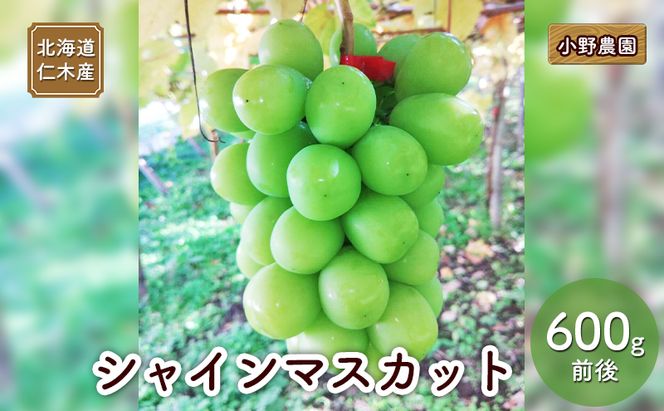 [先行受付] 北海道 仁木産 シャインマスカット 600g前後  果物 ぶどう フルーツ おやつ デザート 食後 有機肥料 農薬低減 国産 直送 産地直送 食べ物 食品 北海道産 [株式会社　小野農園]