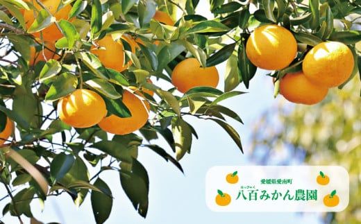 先行予約 訳あり 完熟甘夏 10kg 10000円 みかん mikan 蜜柑 わけあり あまなつ 夏みかん グレープフルーツ だいだい 家庭用 事前 予約 受付 産地直送 国産 農家直送 糖度 期間限定 数量限定 特産品 ゼリー マーマレード ピール ジュース デザート 人気 限定 おいしい 果実 果肉 フルーツ 果物 柑橘 美味しい サイズ ミックス  防腐剤不使用 八百みかん農園 愛南町 愛媛県