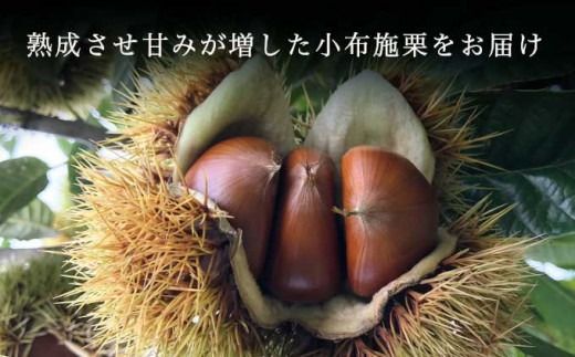 熟成小布施栗 約1kg 約2kg 選べる内容量 ［おぶせファーマーズ］ 果物 フルーツ 生栗 くり 長野県産 信州産 令和7年産 【2025年10月下旬〜11月下旬発送】