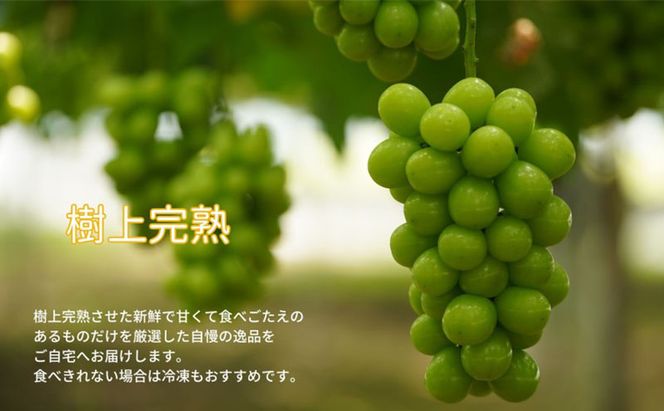 訳あり シャインマスカット 2～3房 合計1.6kg以上 産地直送 朝採れ ぶどう 葡萄 シャイン マスカット 岡山 Kawahara Green Farm 岡山県産 2026年 先行予約