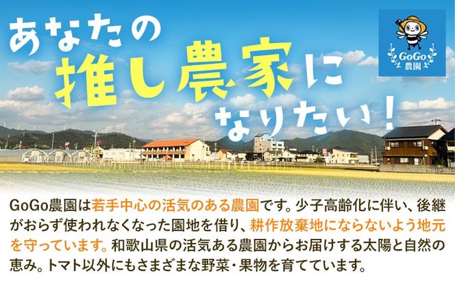 トマト アイコトマト ミニトマト 2kg GOGO農園 《11月上旬-5月末頃出荷》 和歌山県 日高川町 野菜 とまと サラダ カプレーゼ お弁当 青果物---wshg_gof42_11j5m_26_12000_2kg---