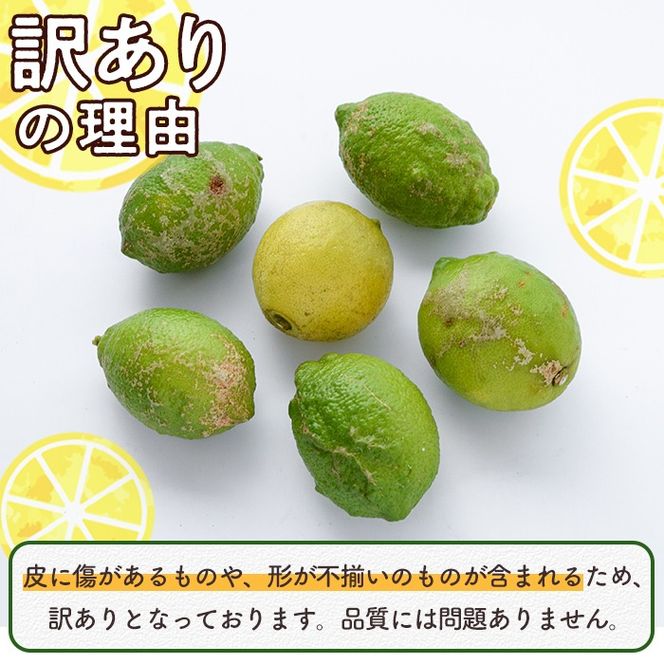 数量限定！有機JAS 訳ありオーガニックレモン(約5kg) 国産 訳あり レモン 檸檬 果実 果物 フルーツ 柑橘 デザート 期間限定 有機栽培 健康志向 【中村農場】akn084-02