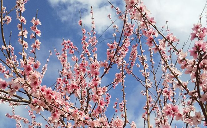 桃 2026年 先行予約 8月の旬な白桃【2種】 食べ比べ セット 約1.5kg 5～7玉 糖度センサー選果 糖度12度以上 あみかフルーツ 白桃 岡山