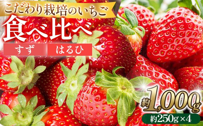 こだわり栽培 いちご【食べ比べ】　すず&はるひ（各2パック）【2026年1月下旬～2026年4月末までお届け】 232238_DS006