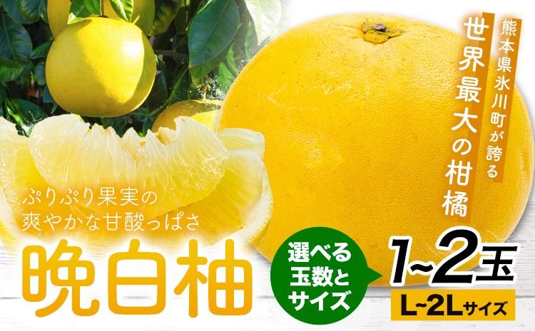 晩白柚 選べる 1玉 2玉 Lサイズ 2Lサイズ ばんぺいゆ 熊本[12月上旬-1月末頃出荷]熊本県 氷川町 果物 フルーツ 熊本県産 晩白柚 ばんぺいゆ---hkw_lcl_722_1tl---