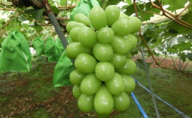 ぶどう 2027年 先行予約 ひらた農園 贈答用 岡山県産 シャインマスカット 約2kg（3～4房） 果物類 ぶどう フルーツ ブドウ 果物 