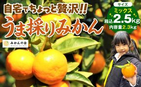 みかん うま採り 箱込約 2.5kg（内容量2.3kg） 光センサー選別 みかんの会厳選 サイズミックス 和歌山県産 産地直送 【みかんの会】［2026年11月中旬より順次出荷予定］AX423
