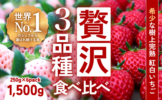 【完熟クラフト苺BERRY】有名シェフ御用達【樹上完熟いちご 欲張り３種セット（白いちご＋赤２品種）】約1500g（出荷2026年12月上旬～2027年5月下旬）【yuji0006】