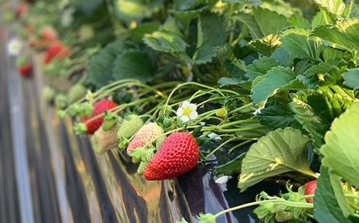 【1月中旬～4月上旬発送】いばらキッス・やよいひめ 2品種食べ比べ いちご 朝摘み 完熟 大粒 ギフト化粧箱 (15粒or12粒)×2箱 茨城県常総市産 | 苺 イチゴ ※2026年1月中旬～4月上旬頃に順次発送予定