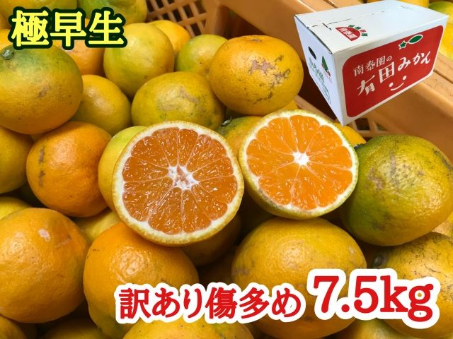 【訳あり傷多め】極早生・有田みかん 約7.5kg（サイズおまかせ）_ZF6011n