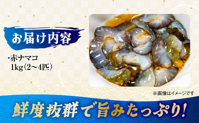 【先行予約】【数量限定】佐田岬海士の生ナマコ 約1kg（2～4匹）※北海道・東北地方・沖縄・離島への配送不可（2027年1月中旬頃より順次発送） IKTJ013