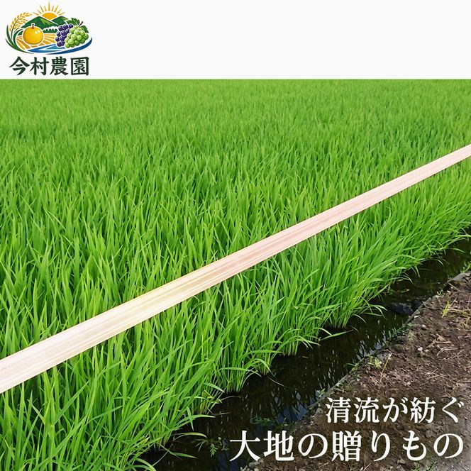 【極良食味】熊本県産くまさんの輝き10kg(5kg×2袋) 1セット｜15年育成の甘み際立つブランド米 米 国産米 ブランド米 農園直送 家庭用 ギフト お取り寄せ 熊本県