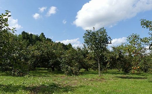 【先行予約2025年10月下旬発送開始】山武の柿 約8kg(24個入り×1箱) SML001