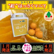 1・4月発送 全2回 定期便 紅はっさく マニア 貯蔵 ＆ 木成完熟 傷あり 二級品 4 ～ 6玉 化粧箱 和歌山 有田 南泰園  BS188