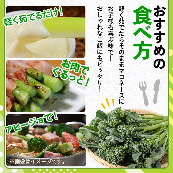 ＜先行予約受付中！2026年11月上旬以降順次発送予定＞ スティックセニョール (3kg) 国産 鹿児島県産 阿久根市産 ブロッコリー 野菜 サラダ お弁当 ピクニック 産地直送 茎ブロッコリー 肉巻き 数量限定 期間限定 【うとさんち】akn067-26