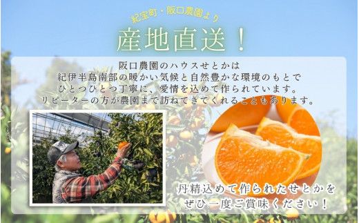 みかん せとか 阪口農園のハウスせとか 3kg (2L～3L 9玉～12玉) 【先行予約】【数量限定】【2026年2月中旬～3月中旬までに順次発送】 せとか ハウスせとか みかん ミカン 蜜柑 柑橘 フルーツ 果物 くだもの 旬 産地直送 農家直送【msa001B】