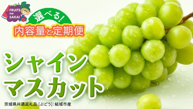 ＼選べる内容量・発送方法／ シャインマスカット 約1.3kg ～ 5kg （約2房～12房）単品（1回）・定期便（3回・6回）　　【定期2026年8月、単品9月より発送開始】（茨城県共通返礼品 [ぶどう]：結城市産） 葡萄 マスカット 旬 お取り寄せ フルーツ 種なし 皮ごと 甘い デザート