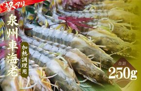 G3703 訳アリ！お試し 加熱調理用 泉州車海老250g【TVで紹介されました！】