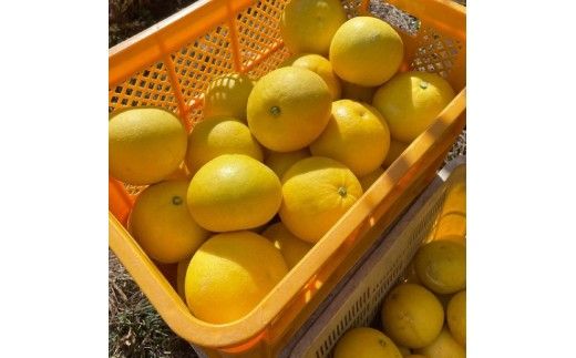 高知県土佐市産 楠瀬さんの土佐文旦 贈答用大玉 約3kg 期間限定 高知 土佐 文旦 ぶんたん ブンタン 柑橘 みかん 果物 3キロ 3L～4Lサイズ 5～7玉 フルーツ 旬 ギフト 常温