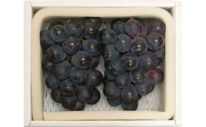ぶどう 2026年先行予約 ニューピオーネ 2房 約950g 岡山県産 お届け 9月上旬～10月中旬