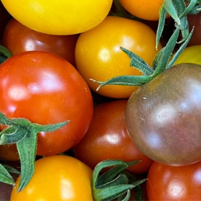 鈴鹿山麓トマト「ハウス桃太郎」、「レッドオーレ」、「カラフルミニ」の3種詰め合わせ（合計2kg入り）【トマト ミニトマト 採れたて 自然 栽培 水耕栽培 野菜 甘い あまい おいしい 美味しい 三重県 四日市市 ふるさと納税】