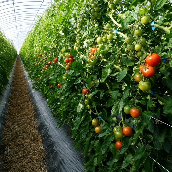 野菜セット おまかせ 10～15種 旬 朝倉市産 着日指定不可 配送不可 離島 詰合せ 