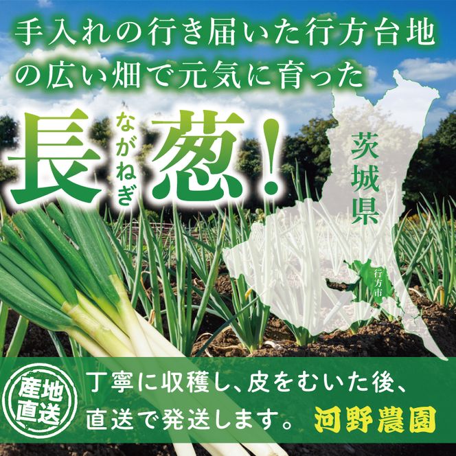 河野農園 新鮮 長ねぎ 約5.5kg｜ねぎ 野菜 茨城県 行方市(HW-2)