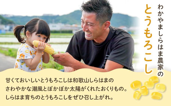 ［先行予約］しらはま農家 とうもろこし Lサイズ 12本 ［2026年6月発送予定］ 304018_DK05