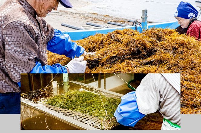 【定期便3ヶ月】ぎばさ(あかもく) 200g×10個セット 海藻 男鹿市 秋田県|23_ogn-241003