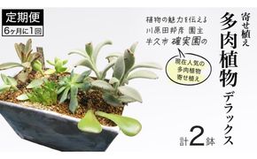 寄せ植え 多肉植物 デラックス 【 半年に1回お届け（全2回お届け）】 植物 観葉植物 インテリア 多肉 定期便 [BG042us]