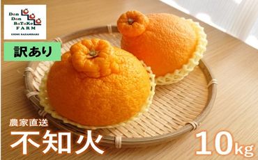 【先行予約】【訳あり】不知火 約10kg | 柑橘 みかん 果物 フルーツ 愛媛県産 農家直送　※離島への配送不可　※2025年2月下旬頃に順次発送予定