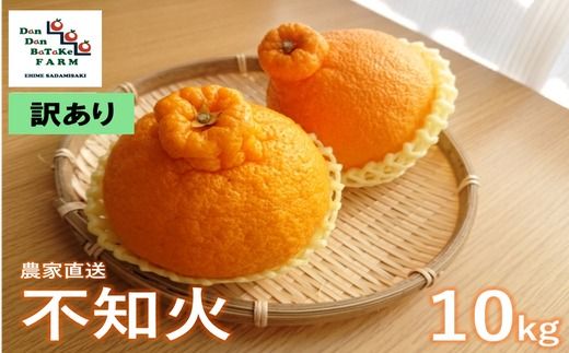 【先行予約】【訳あり】不知火 約10kg | 柑橘 みかん 果物 フルーツ 愛媛県産 農家直送　※離島への配送不可　※2025年2月下旬頃に順次発送予定