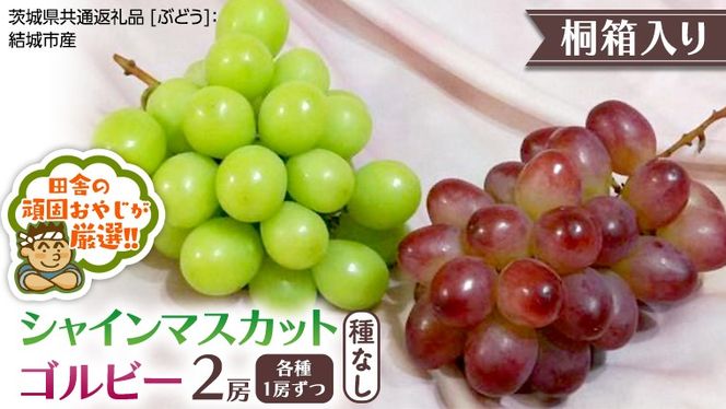【 桐箱入り 】 シャインマスカット と ゴルビー （各種1房ずつ） 【2026年9月から発送開始】（茨城県共通返礼品 [ぶどう]：結城市産） シャインマスカット ゴルビー ぶどう 果物 フルーツ 季節 旬 [BI397-NT]