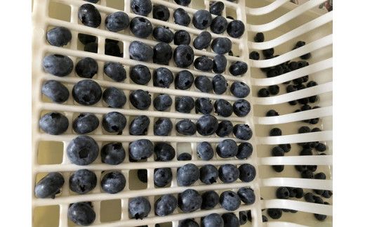 大粒冷凍ブルーベリー1kg ※離島への配送不可
