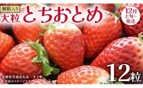 桐箱入り 大粒 とちおとめ 12粒【2026年12月上旬発送開始】(茨城県共通返礼品：大子町) いちご 苺 果物 フルーツ 果実