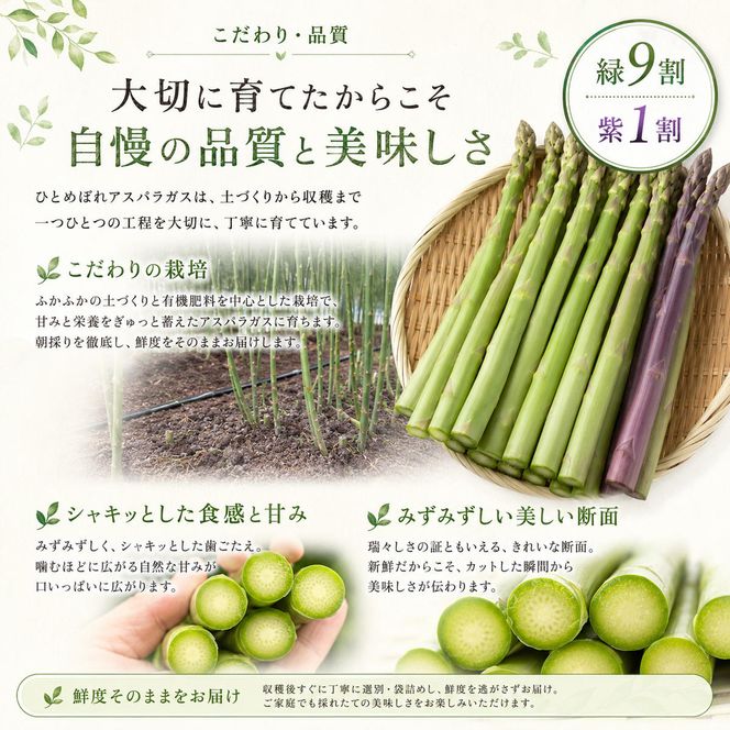 夏限定 ひとめぼれアスパラガス 3kg グリーン パープル ミックス 産地直送 農家直送 夏野菜 朝採れ 新鮮 旬 アスパラ シャキシャキ サラダ バーベキュー BBQ お弁当 肉巻き おすそ分け ファミリー 大容量 ギフト 送料無料