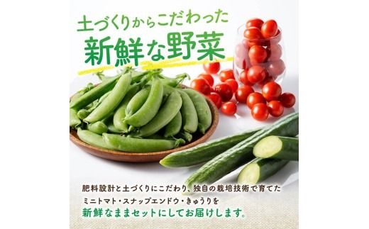 宮崎県佐光農園産　野菜詰め合わせ（ミニトマト・スナップエンドウ・きゅうり）計1kg 【 ミニトマト スナップエンドウ きゅうり 野菜 詰め合わせ 】[C13001]