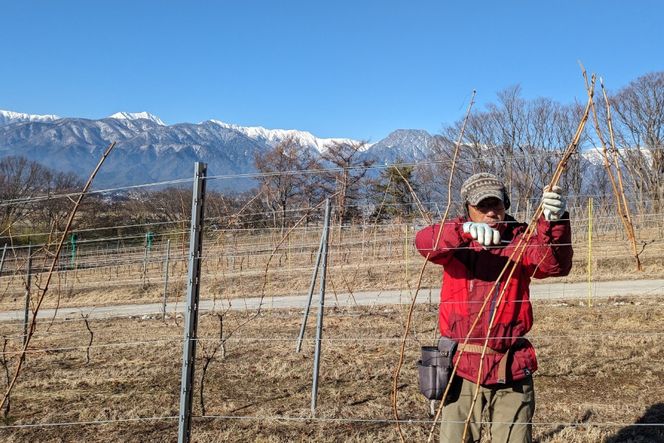 白 赤 ワイン 2本 セット ジョイア シャルドネ メルロー 各 750ml [Poggio Verde（ポッジョ ヴェルデ） 長野県 池田町 48110667] 白ワイン 赤ワイン わいん 国産ぶどう使用 お酒 酒 アルコール